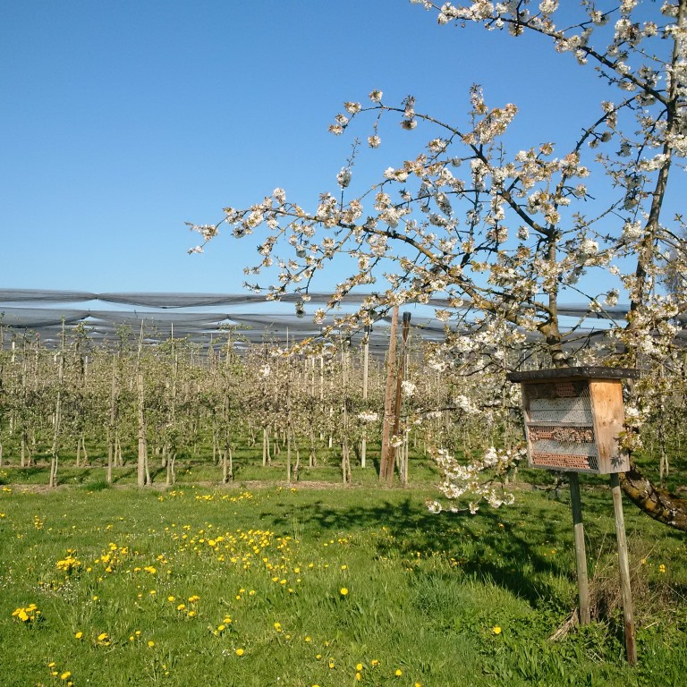 Bodensee-Stiftung Bodensee