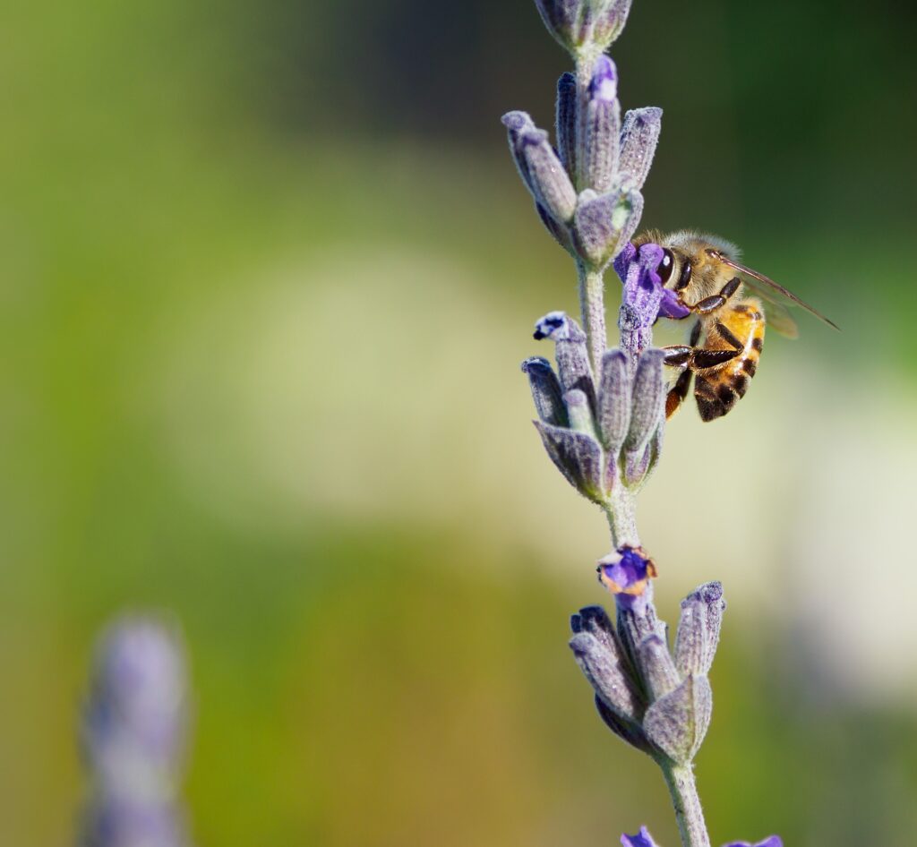 Honigbiene auf Lavendel Pixabay