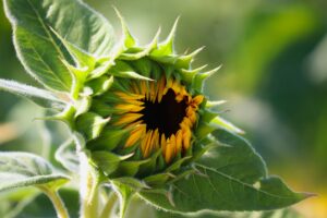 Sonnenblume Pixabay