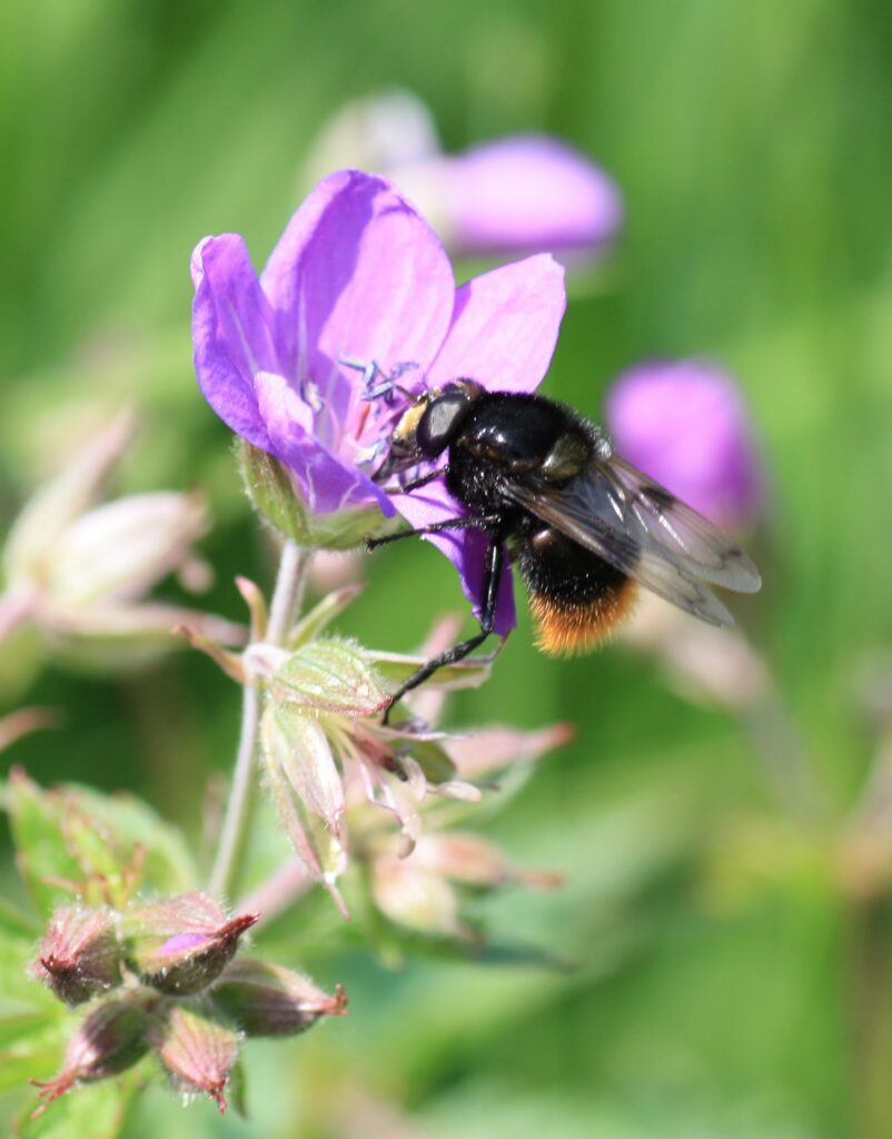 Hummel-Schwebfliege